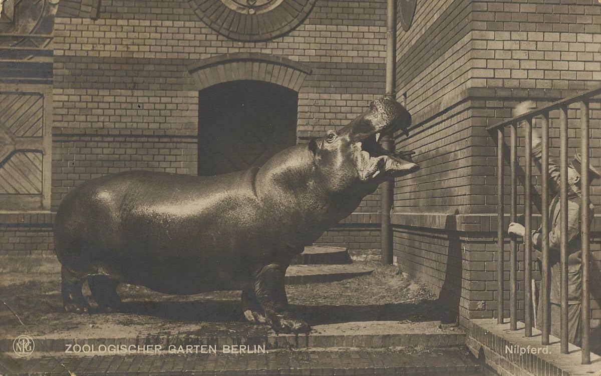 Historical Trivia  and Curiosity Trails Knautschke-the-hippo.-berlin-zoo
